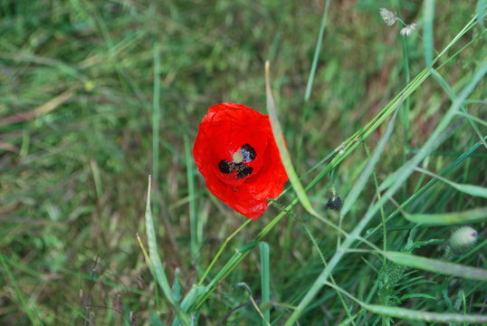 coquelicot
