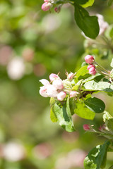 Blooming apple tree