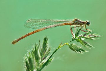 dragonfly resting on a plant