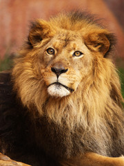 Portrait of African Lion