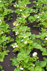 Strawberry blossoms