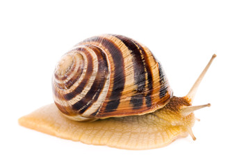 Snail