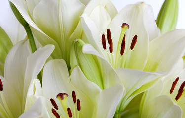 Weiße Lilien