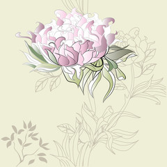 Background with Paeonia flowers