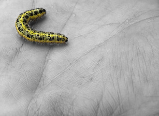 Caterpillar