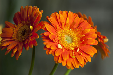 gerbera