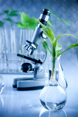Genetic modify seedling