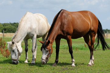 Weisses und braunes Pferd
