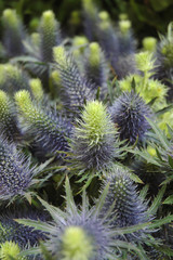 Bouquets de chardons bleus