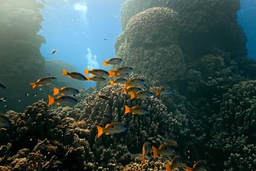Shoal of Onespot snapper on the reef