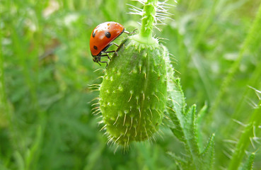coccinelle et coquelicot 01