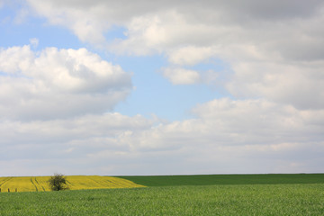 rapeseed and wheat fields in spring