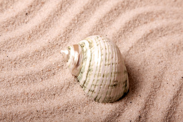 shell on sand
