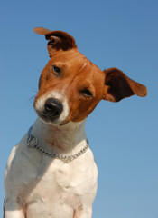 jack russel terrier