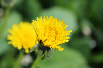 Yellow Dandelion