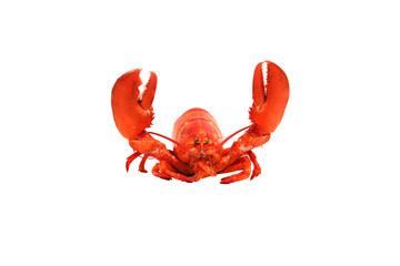 lobster say Hi