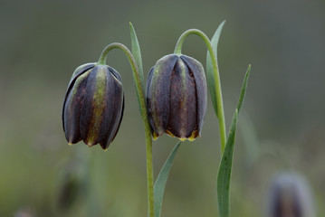 composición con flores