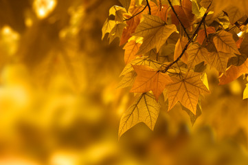 Autumn leaf background
