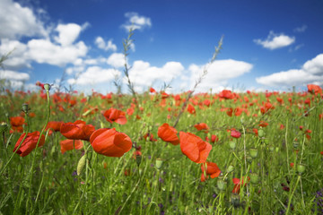 Coquelicots et vent