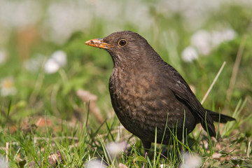 Amsel