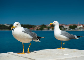 Two white seagulls on blue sea background