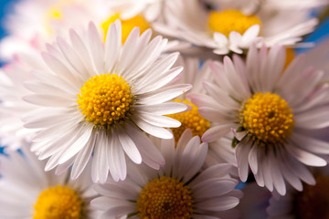 Obraz premium daisys closeup