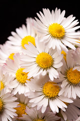 daisys