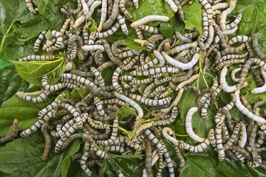 silkworms eating mulberry leaf closeup