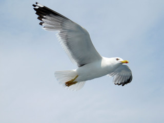 Fototapeta premium Möwe im Flug