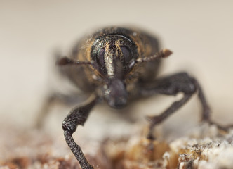 Extreme close-up of a snout beetle.