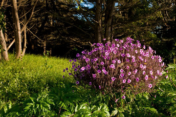 Fototapeta premium Geranium maderense (Madeira cranesbill)