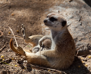 Small Meerkat with baby in lap