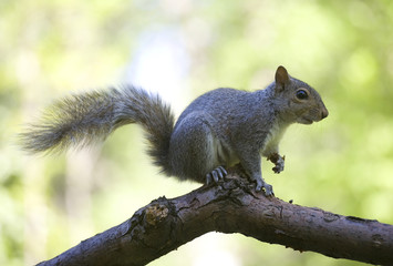 Out on a limb