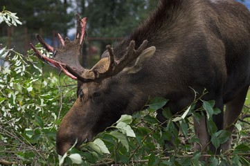 Bull Moose