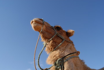 Kamele in der Sahara