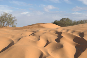 Sandüne in der Sahara - obrazy, fototapety, plakaty