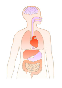 human body organs diagram, colorful, medical clip art preview