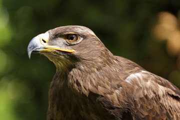 Fototapeta premium Steppenadler