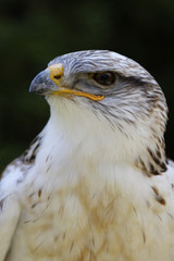 königsrauhfussbussard