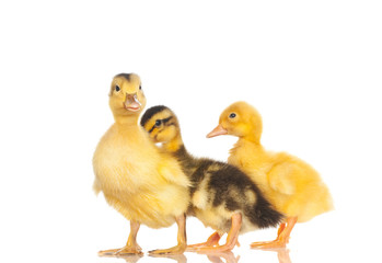yellow ducklings