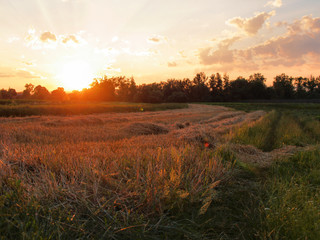 Evening field