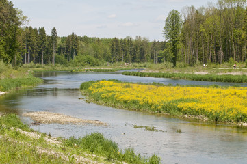 Flussaue im Frühjahr