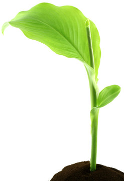 jeune pied de canna indica, fond blanc