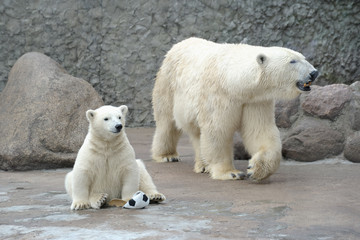 Little white polar bear with ball