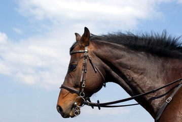 Obraz premium Horse head against the sky