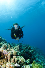 Naklejka na ściany i meble scuba diver on coral reef