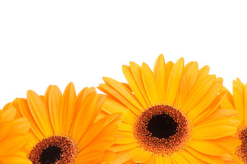 Gerber flowers isolated on white background .