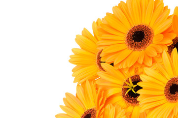 Gerber flowers isolated on white background .