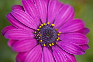 Fototapeta premium Purple Flowers in Tuscany