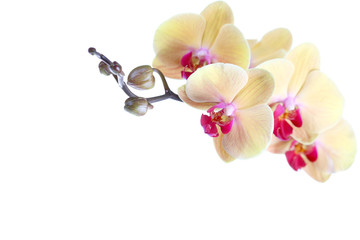 Blooming white orchids flower isolated on white background